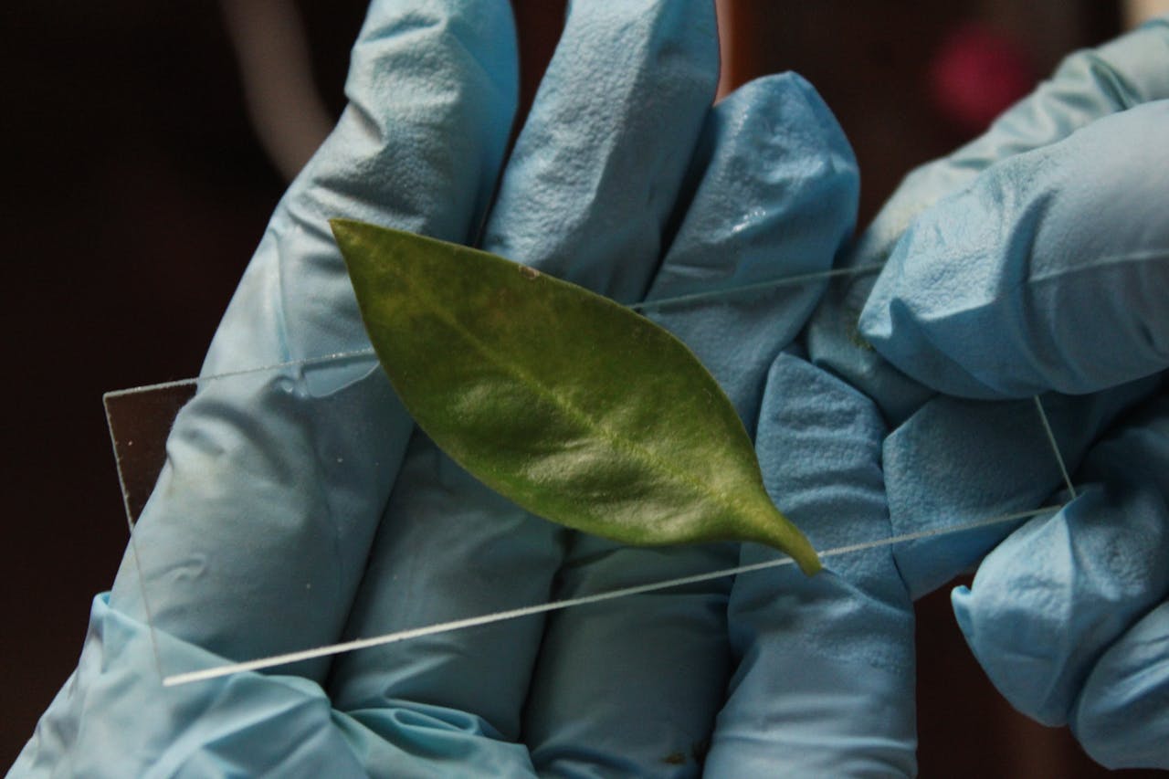 Green leaf analyzed in lab setting, demonstrating scientific research process.